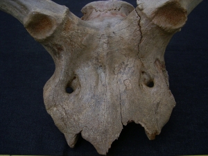 Megaloceros gigantaeus skull