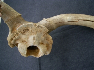 Megaloceros gigantaeus skull