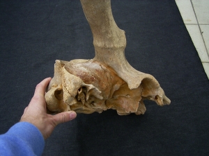 Megaloceros gigantaeus skull