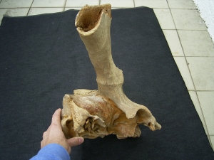 Megaloceros gigantaeus skull