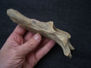 Red deer pelvic bone
