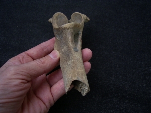 Red deer pelvic bone