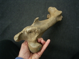 Wildpferd Equus Femur