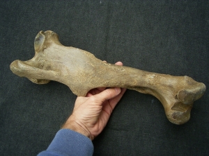 Wild-horse Equus femur bone