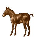 Wildpferd Equus Femur