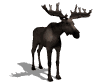 Giant deer Megaloceros antler