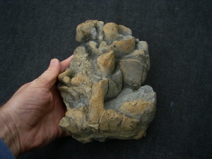 Stromatolites colony devonian age