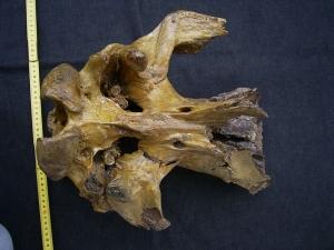 Woolly Rinoceros skull