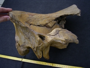 Woolly Rinoceros skull