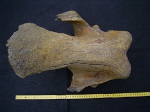 Woolly Rinoceros skull