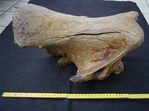 Woolly Rinoceros skull