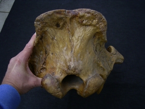 Woolly Rinoceros skull