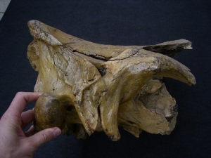 Woolly Rinoceros skull