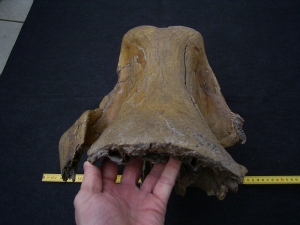 Woolly Rinoceros skull