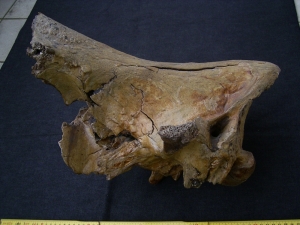 Woolly Rinoceros skull