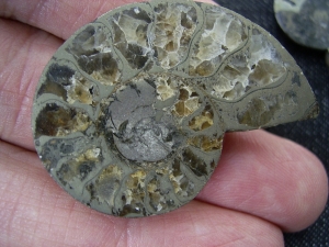Ammonites polished