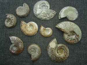 Ammoniten gesägt und poliert