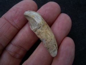 Cave bear incisor Ursus spelaeus