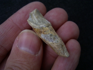 Cave bear incisor Ursus spelaeus