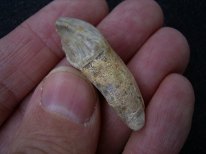 Cave bear incisor Ursus spelaeus