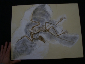 Archaeopteryx Cast