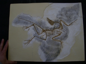Archaeopteryx Kopie