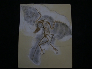 Archaeopteryx Cast