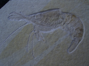 Aeger shrimp, Solnhofen limestone