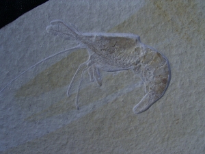 Aeger shrimp, Solnhofen limestone