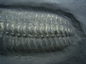 Trilobite - lower devonian age