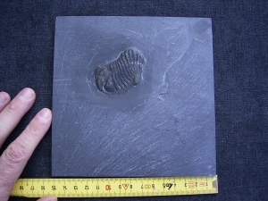 Chotecops trilobite from Bundenbach