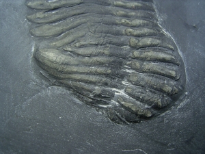 Chotecops Trilobit aus Bundenbach