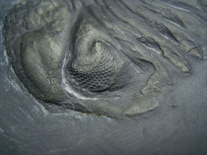 Chotecops Trilobit aus Bundenbach