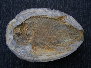 Paralepidotus - Trias Fisch
