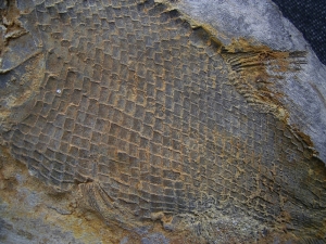 Paralepidotus triassic fish
