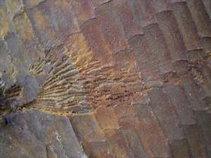 Bobasatrania mahavavica- Trias Fisch