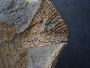 Bobasatrania mahavavica triassic age fish