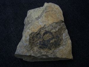 Moythomasia, Devonian fish, Bergisch Gladbach