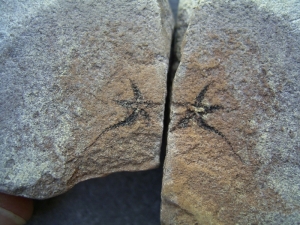 Brittle star, Denmark