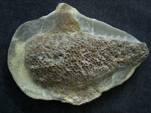 Triassic fish Gyrolepis