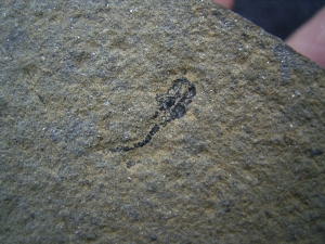 Platte mit kleinen Urfischen Palaeospondylus