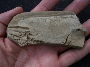 Barasaurus fragment with skull