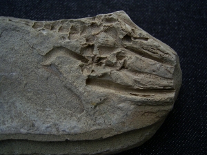 Barasaurus Fragment mit Schädel