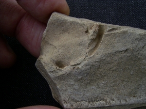 Barasaurus fragment with skull