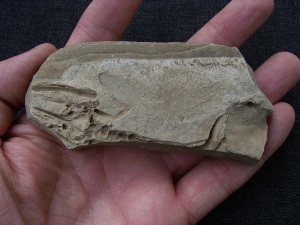 Barasaurus fragment with skull