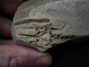 Barasaurus Fragment mit Schädel
