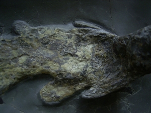Coelacanth - middle triassic age # 2