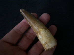 Spinosaur tooth - huge!