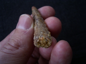Flying reptile tooth - cretaceous age