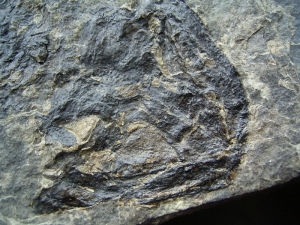 Discosauriscus pulcherrimus